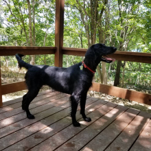Dog run Deck