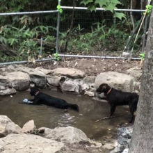 Dog run Melt water