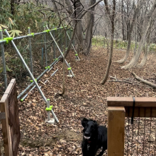 Dog run Run